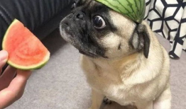 吃瓜爆料图片表情包,揭秘娱乐圈幕后故事